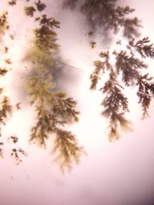 Agate dendritique