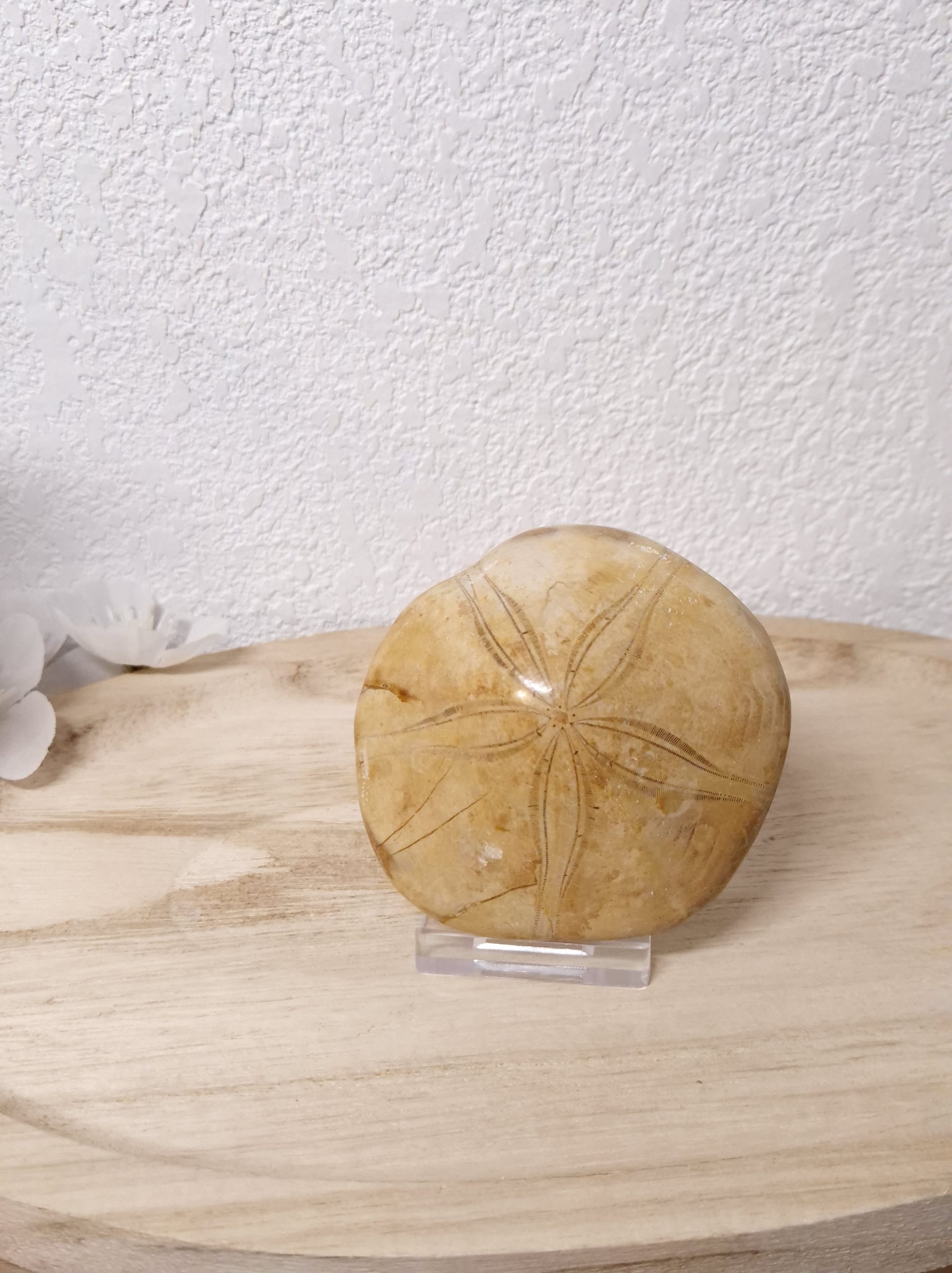 Corail fossilisé de Madagascar