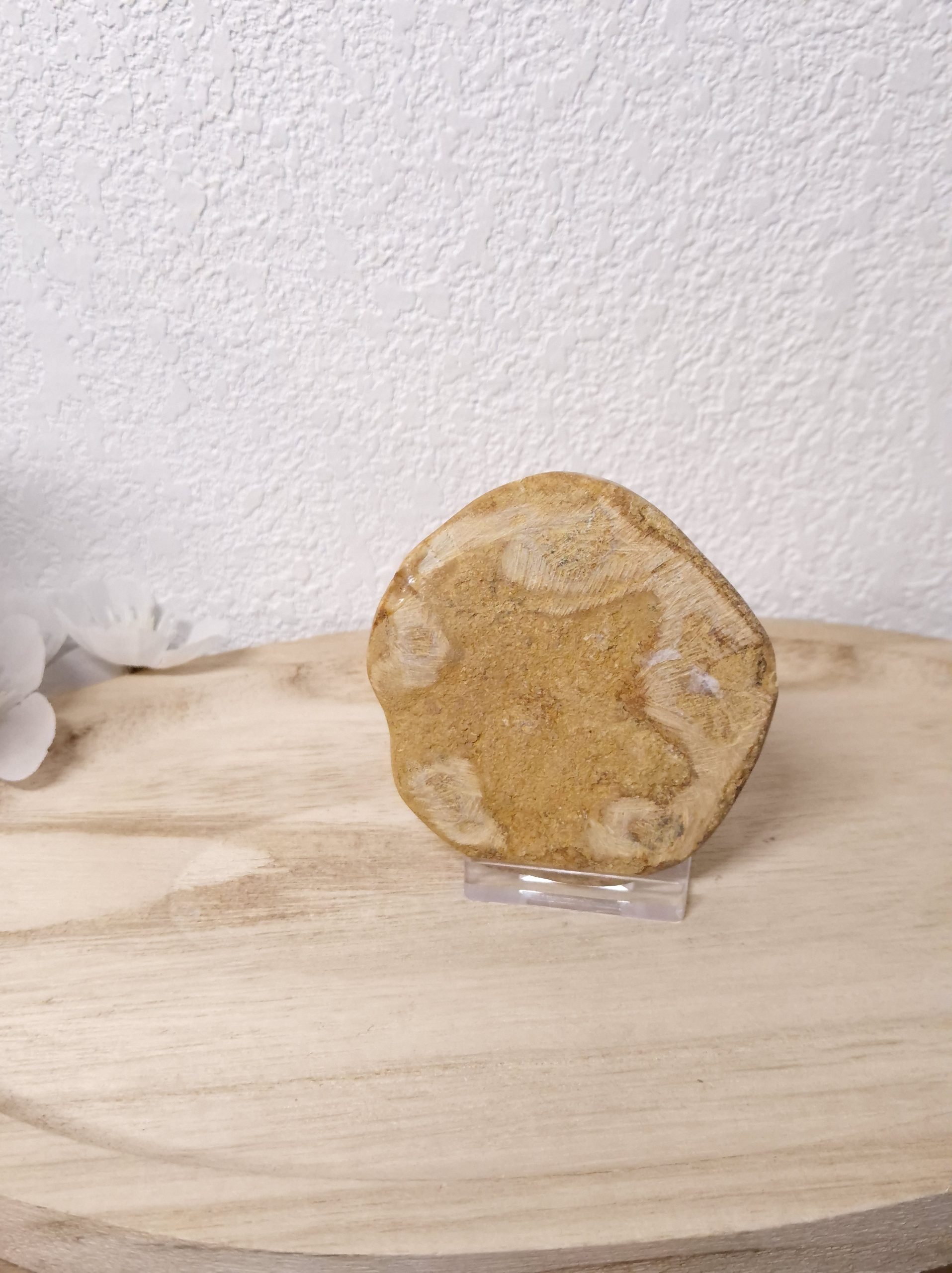 Corail fossilisé de Madagascar