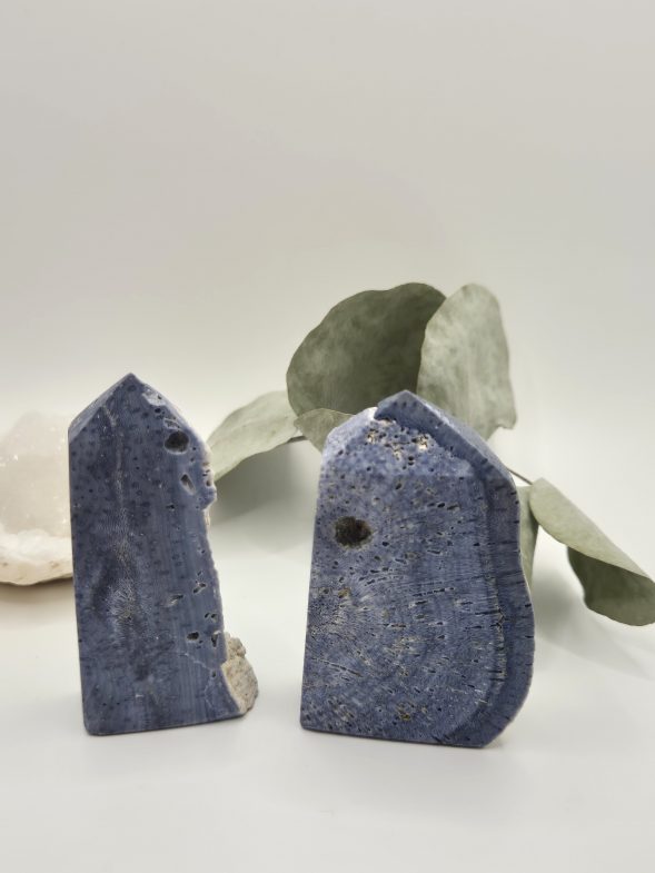 Corail bleu d’Indonésie – Image 4