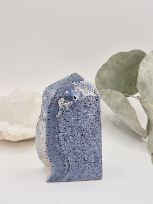 Corail bleu d’Indonésie – Image 3