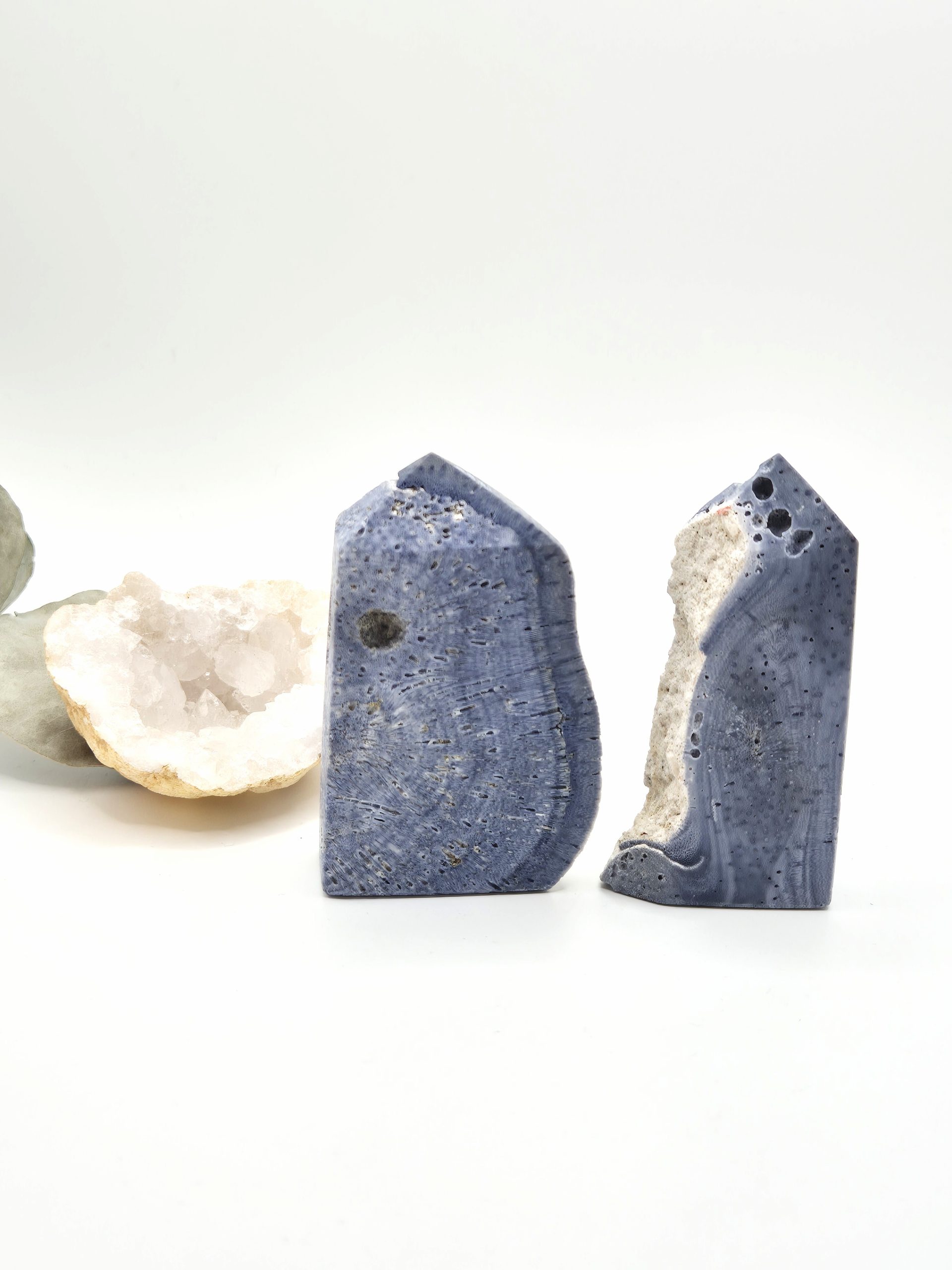 Corail Bleu Fossilisé