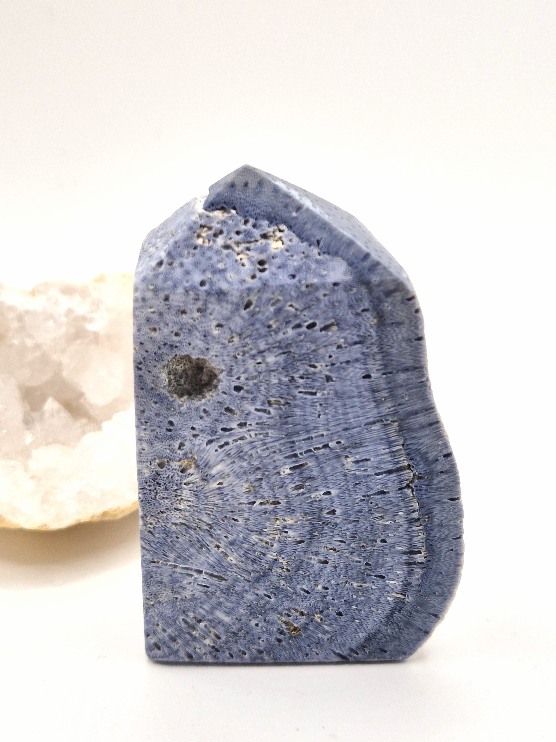 Corail Bleu Fossilisé – Image 6