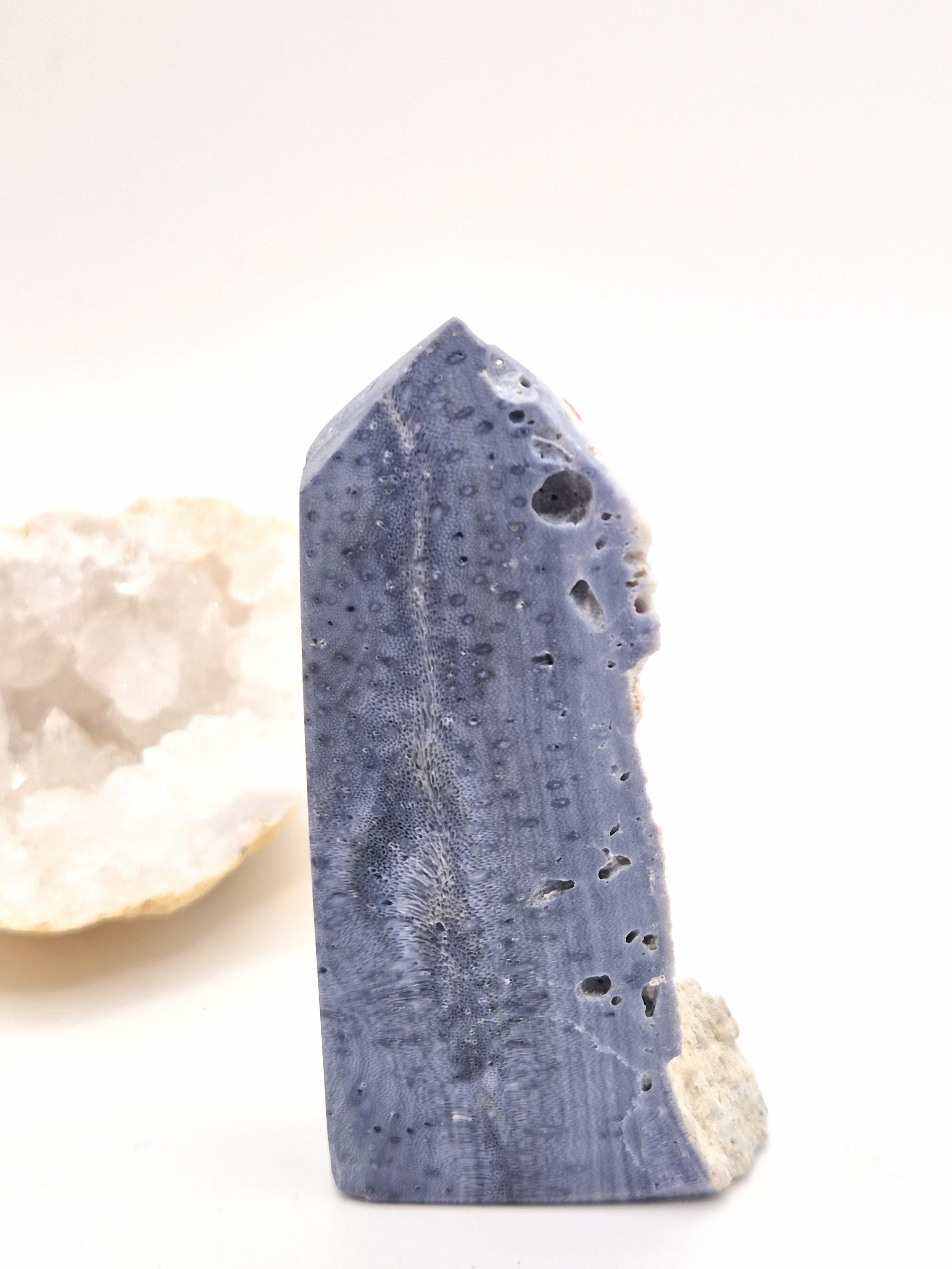 Corail Bleu Fossilisé – Image 3