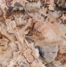 Bois fossile